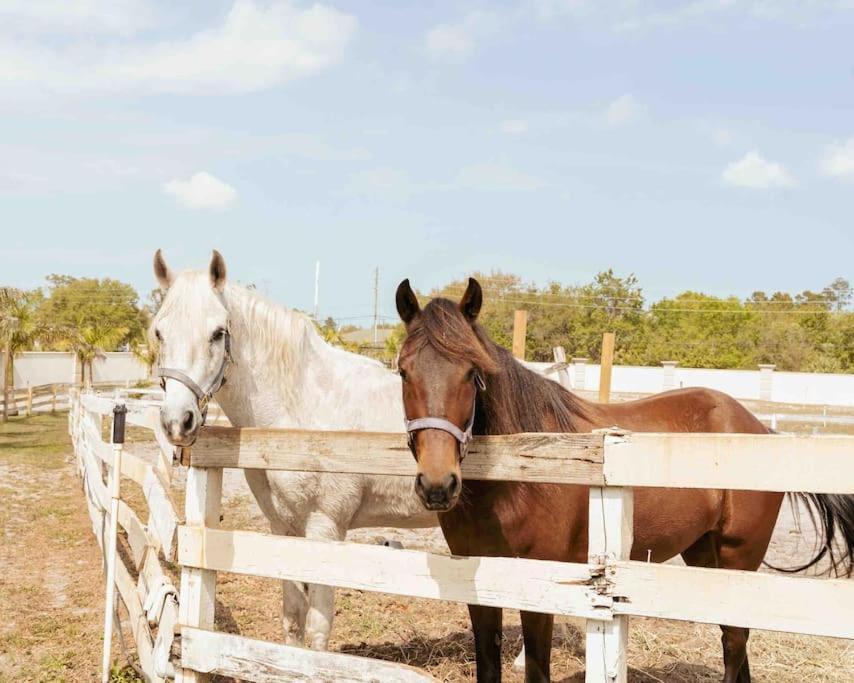 شقة Tampa Bay Oasis تاربون سبرينغز المظهر الخارجي الصورة