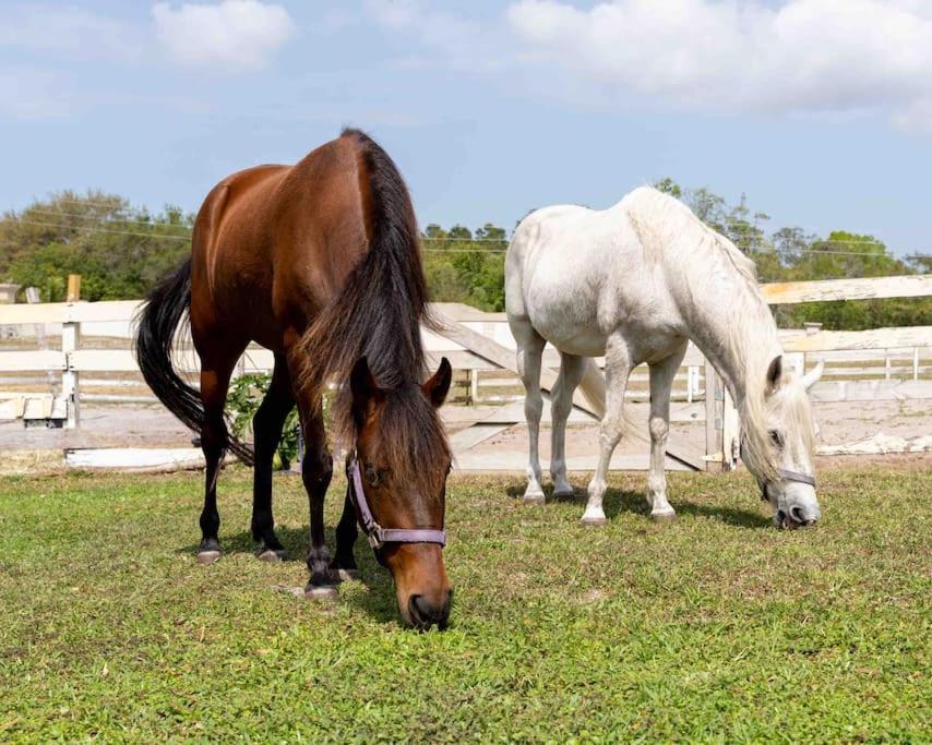 شقة Tampa Bay Oasis تاربون سبرينغز المظهر الخارجي الصورة