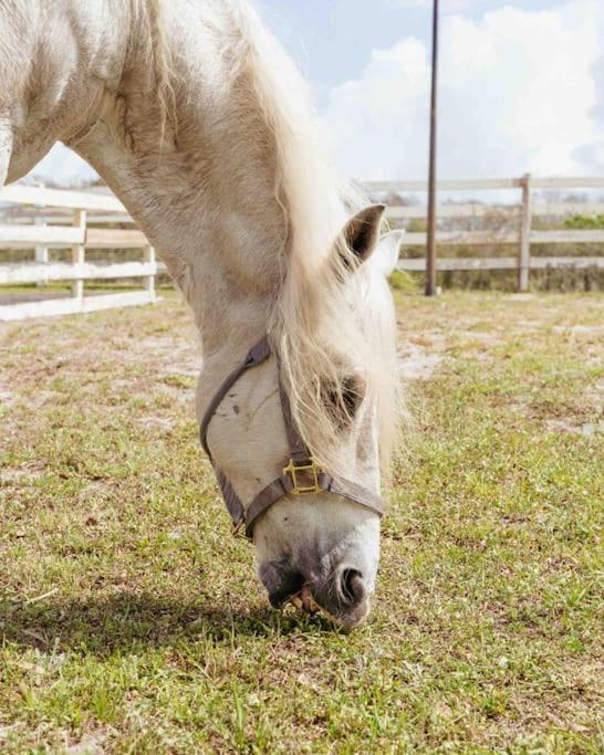 شقة Tampa Bay Oasis تاربون سبرينغز المظهر الخارجي الصورة